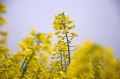 rape flower