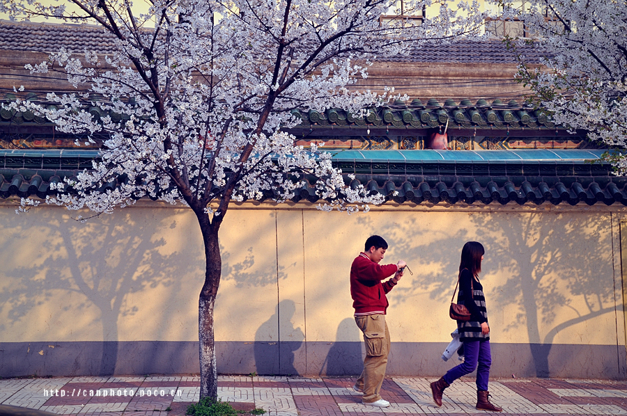 Sakura-Nanjing China