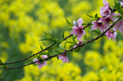 peach blossom