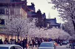 Sakura-Nanjing China