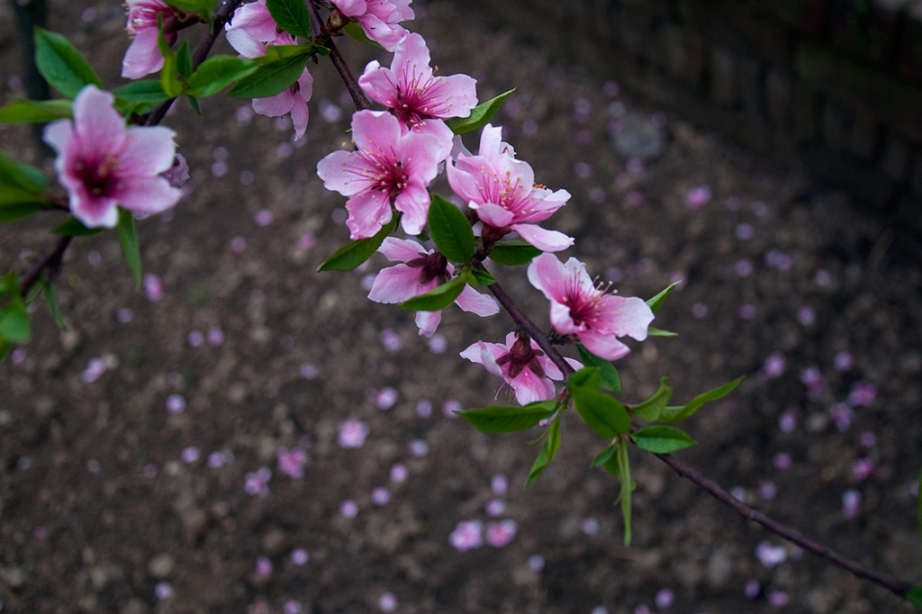 peach blossom