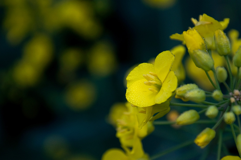 rape flower