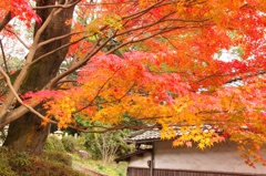 秋 当麻寺にて③