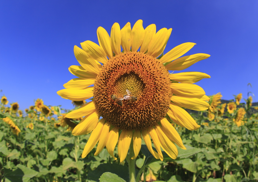 20100724佐用町のひまわり0033
