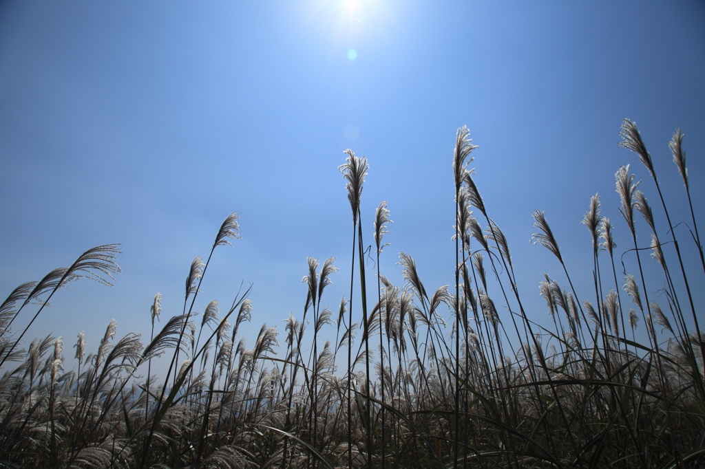 生石高原のすすき