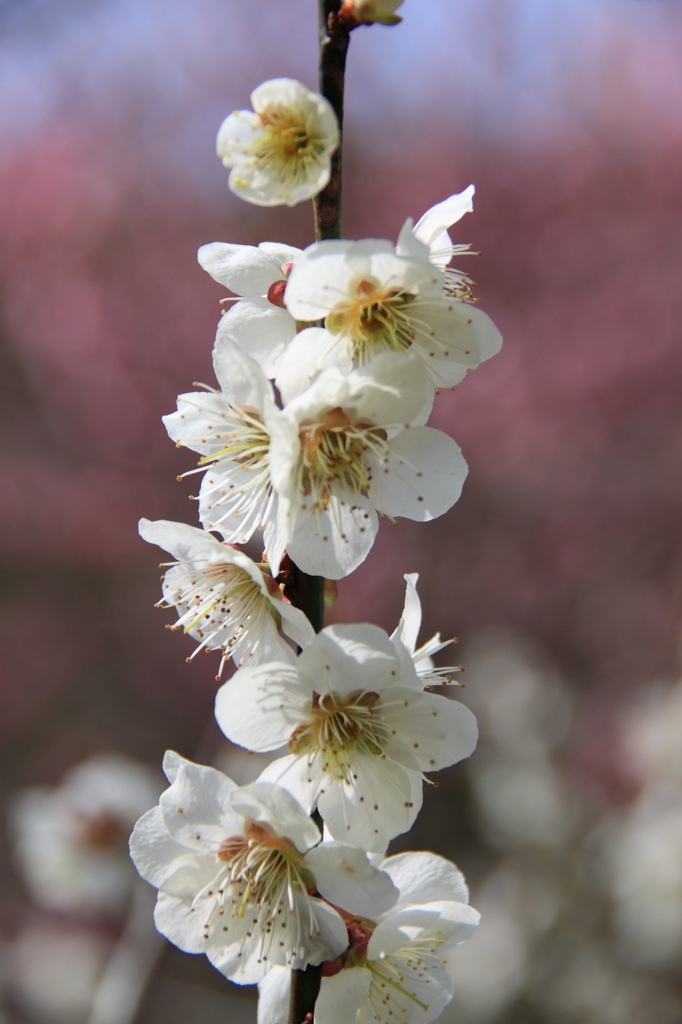 月ヶ瀬村梅林公園にて