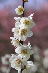 月ヶ瀬村梅林公園にて