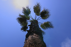 堺のシンボル「フェニックス」