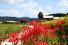 奈良県明日香に咲く彼岸花