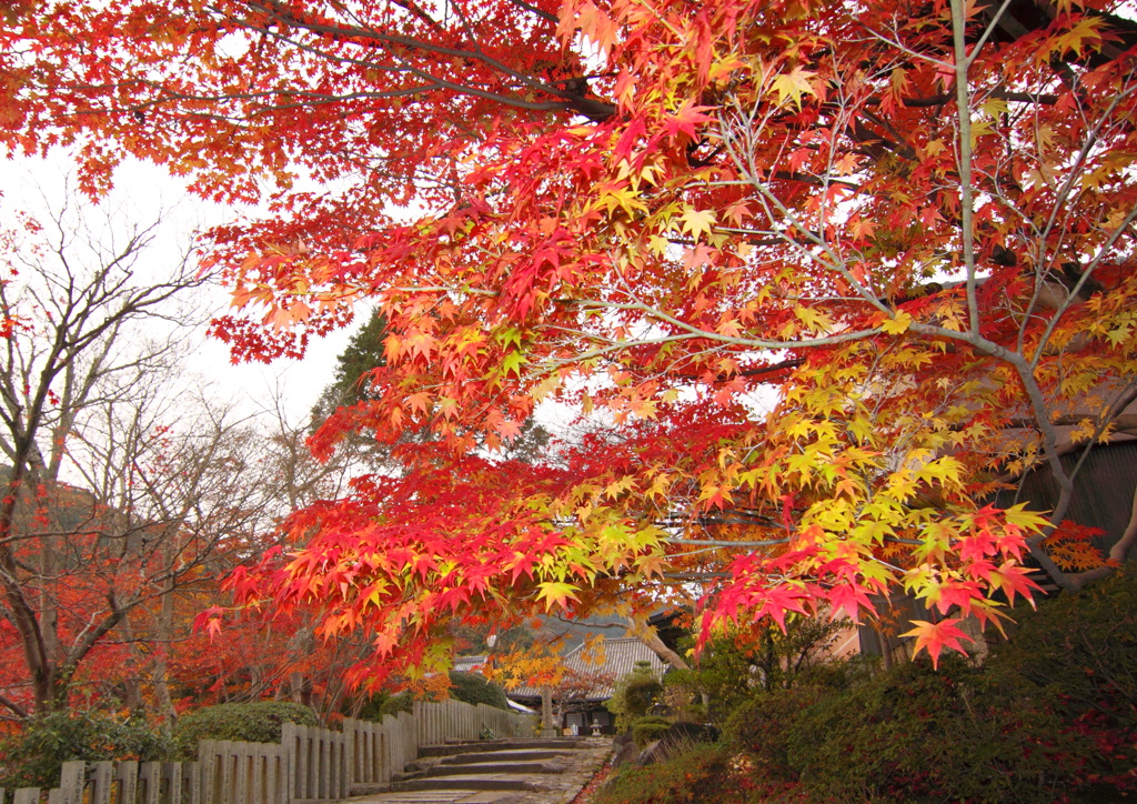 秋　当麻寺にて②