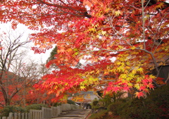 秋 当麻寺にて②