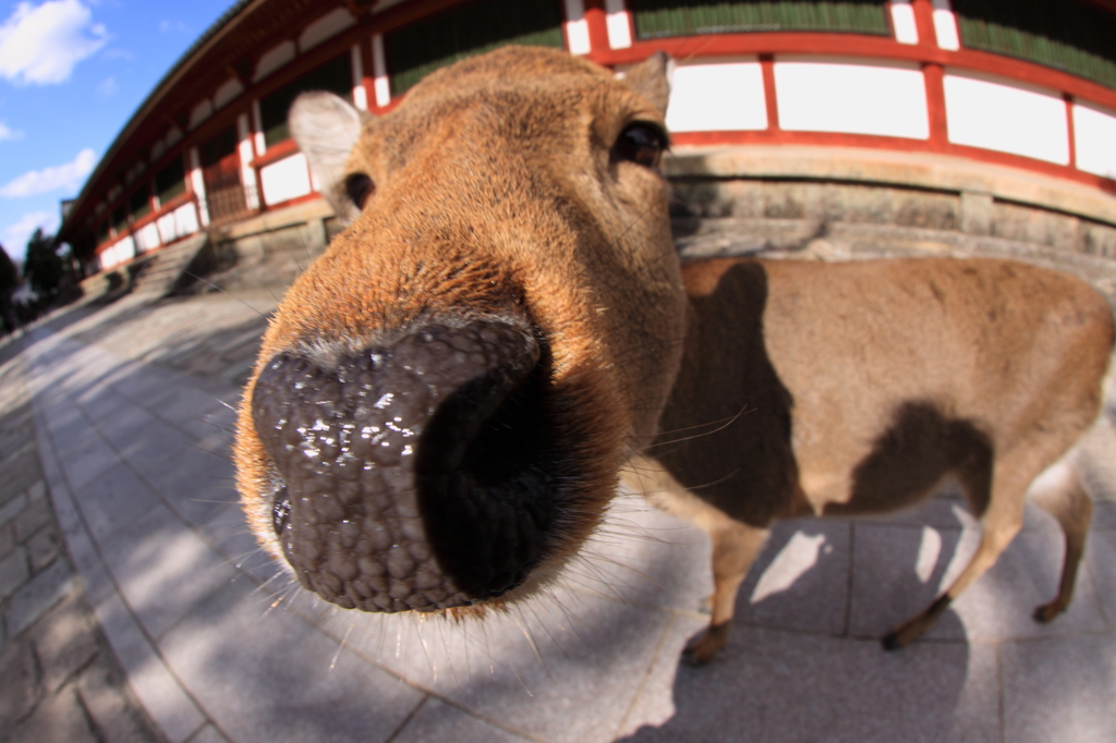 奈良公園の鹿さんです