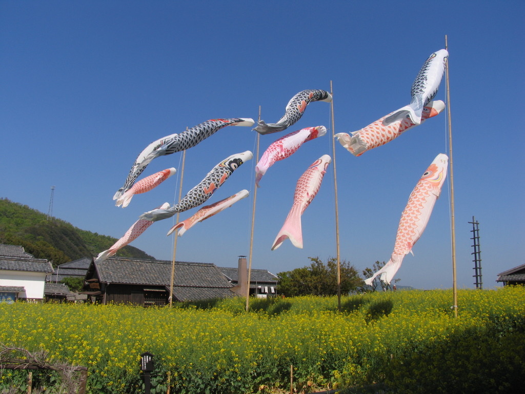 大きな真鯉はお父さん