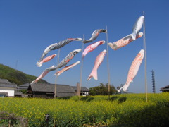 大きな真鯉はお父さん