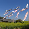 大きな真鯉はお父さん