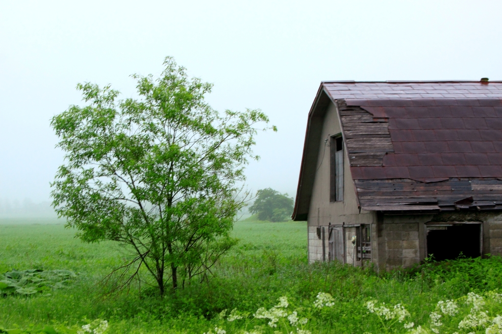 田園と一本の木