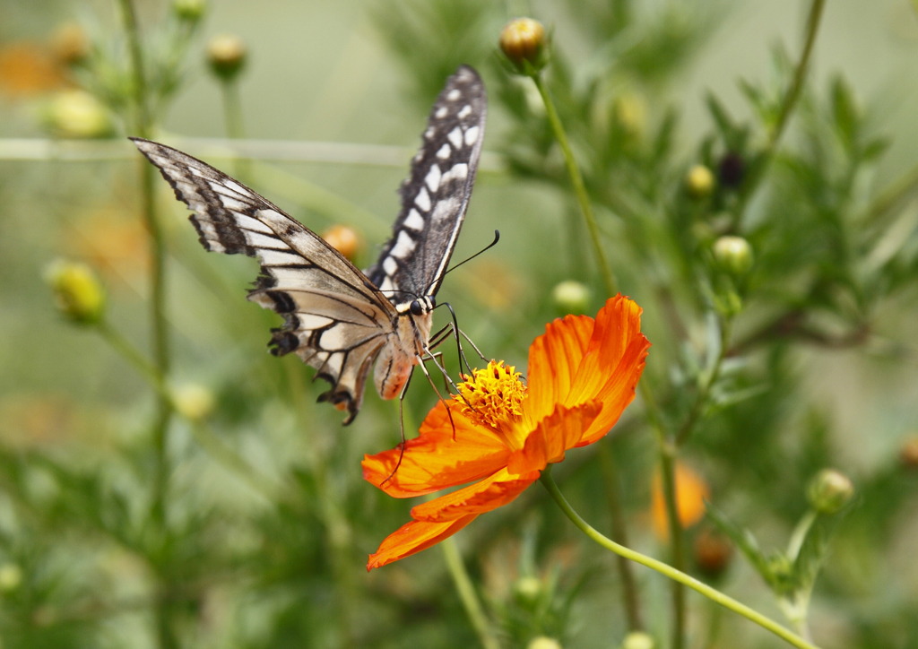 この花おいしいなぁ！チュチュチュ･･･