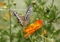この花おいしいなぁ!チュチュチュ・・・