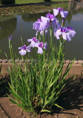 堺の白鷺公園にて