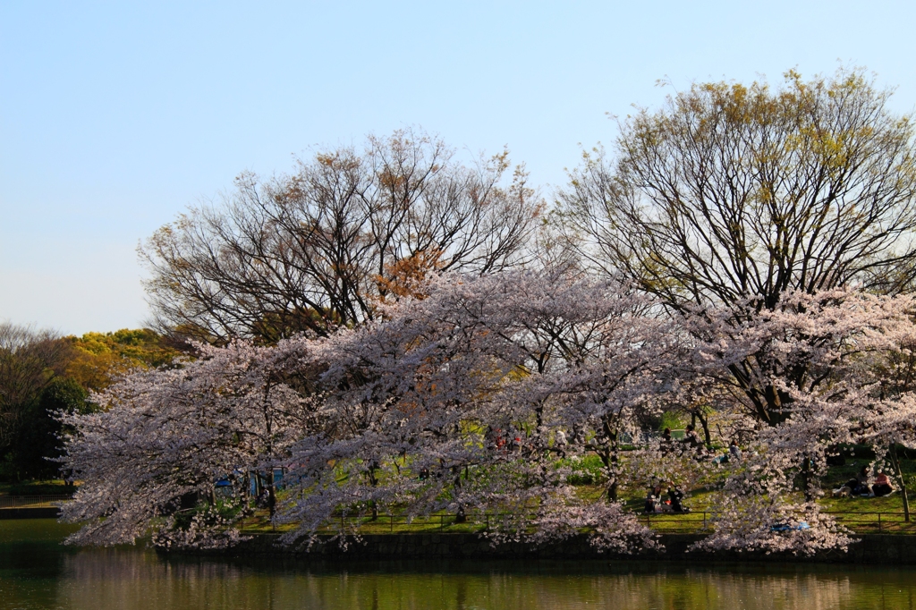 大阪は長居公園にて満開の桜