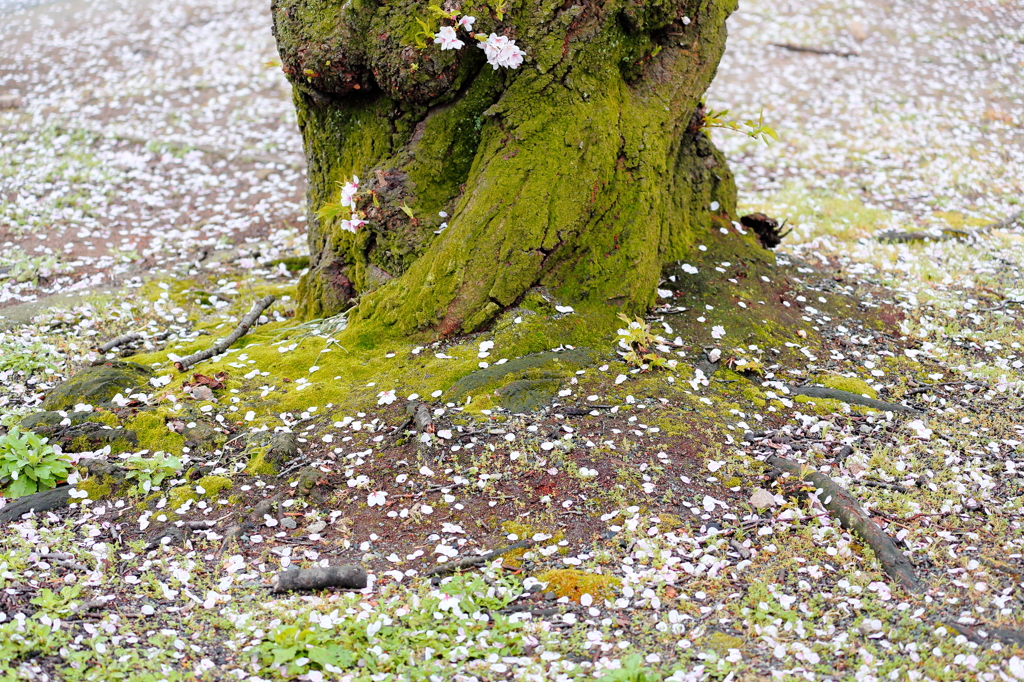 散っていく花びら