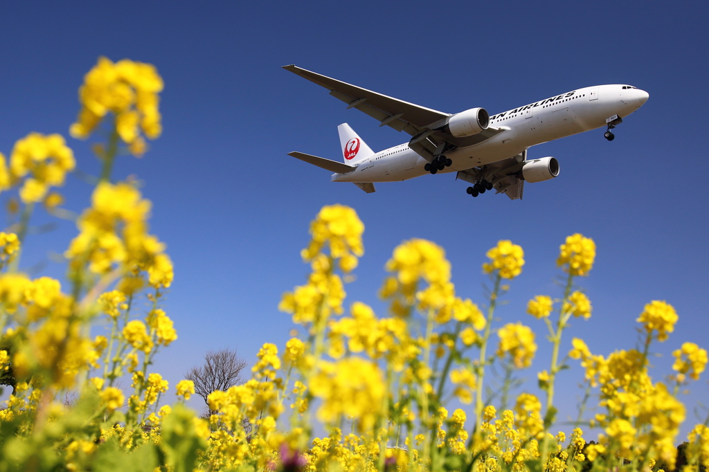 菜の花
