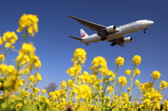菜の花