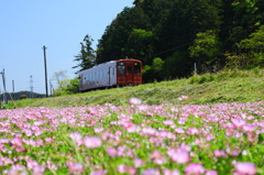 ローカル線のレンゲ花