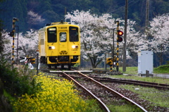 桜並木