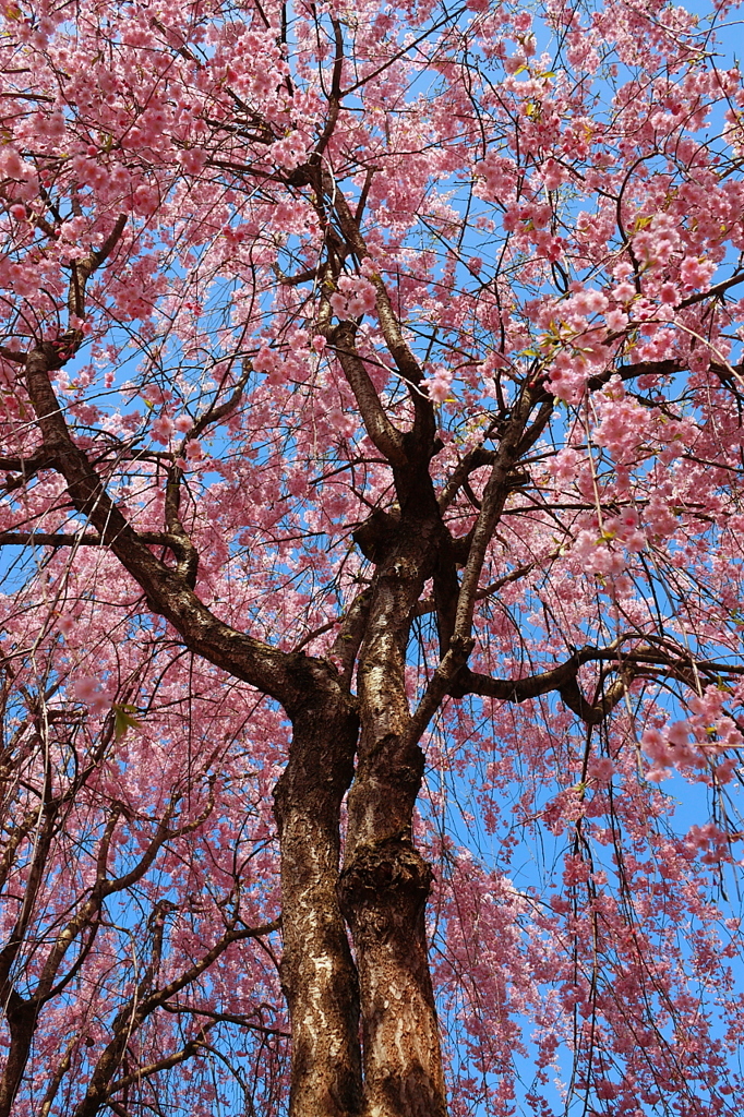 2010/5/3 ＧＷ新潟 桜満開