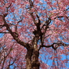 2010/5/3 ＧＷ新潟 桜満開