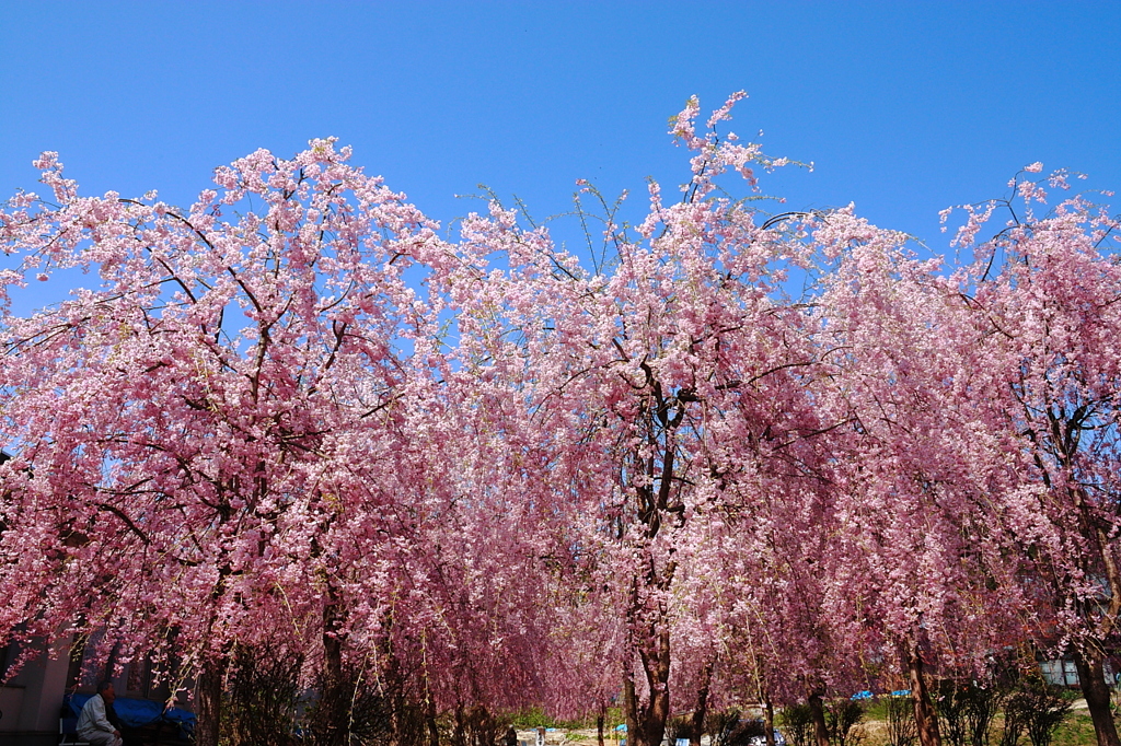 2010/5/3 ＧＷ新潟 桜満開