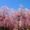 2010/5/3 ＧＷ新潟 桜満開