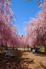 2010/5/3 ＧＷ新潟 桜満開