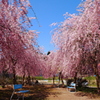 2010/5/3 ＧＷ新潟 桜満開