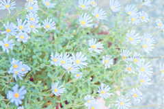 Blue Flower Blue