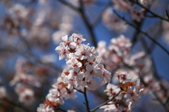 奥多摩桜2011425