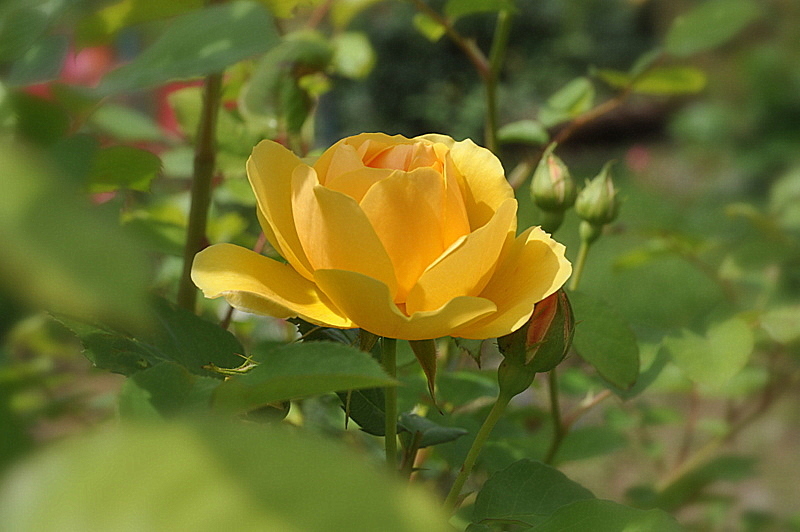 黄色い薔薇