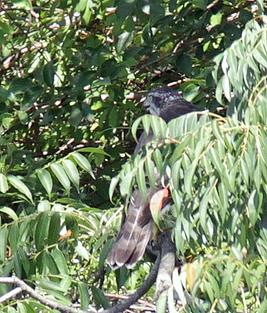 オオタカ成鳥　葉隠れ