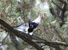 カササギ　飛び出し