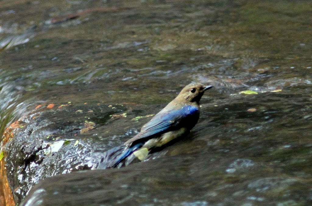 水も滴る