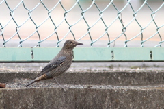 ご馳走あるの？