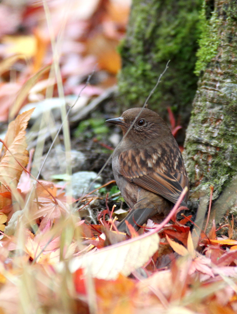落ち葉クグリ
