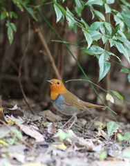 夏鳥　最終便
