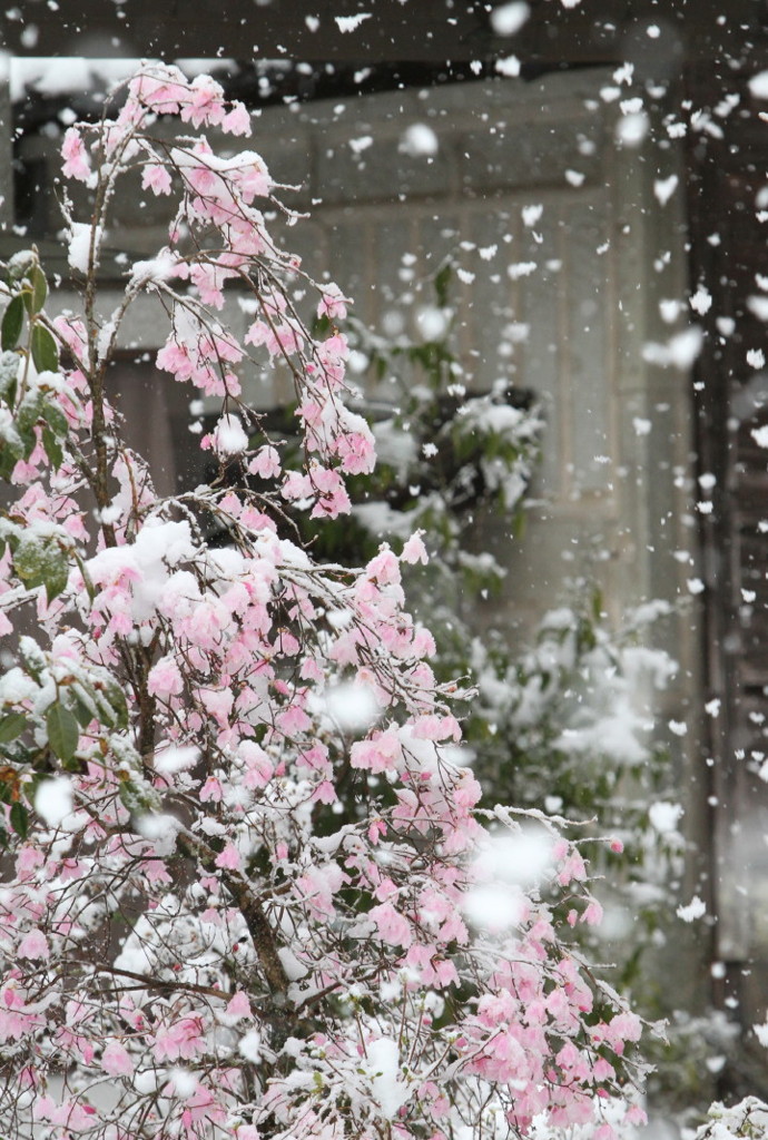 春に舞う雪