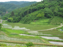 棚田の風景２