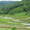棚田の風景２