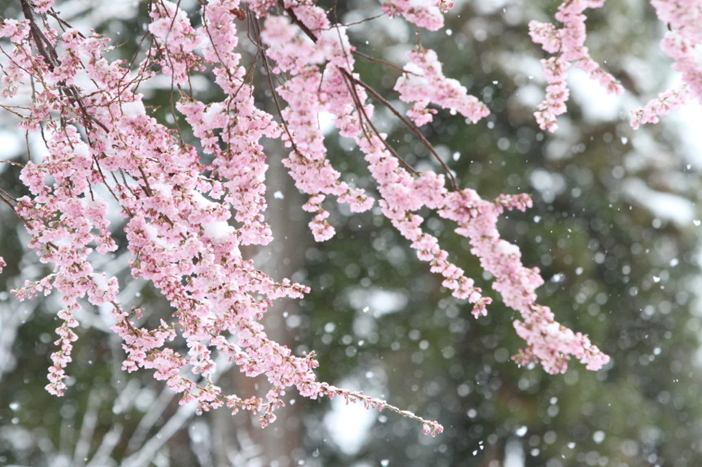 春に舞う雪２