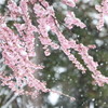 春に舞う雪２