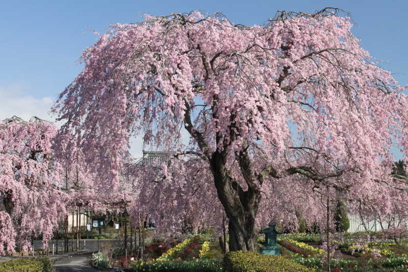 古寺の桜